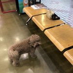 강아지 주인 찾아요!!!!!(강북구 보문동)