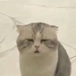 [방탄소년단] 나 지금 못보는데