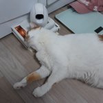 나의 동거묘 <b>도칠</b>이 5주년 선물 '캣휠'