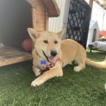 [강아지] 인견패드 정산