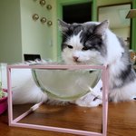 [고양이] 괴롭히는거 아니에요...그냥 목이 말랐어요...