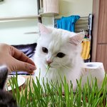 [고양이] 캣그라스는 맛있옹..