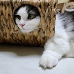 [고양이] 울 호두 두부의 까꿍놀이