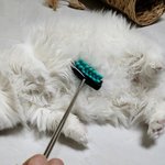 [고양이] 두부의 <b>뱃살</b> 다이어트