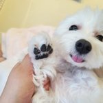 [강아지] 곰발<b>바닥</b>과 고구마 말랭이