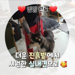 [강아지] 허스키 <b>입양</b>완료