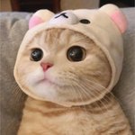 진짜 미디어가 조져놨구나..