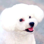 [EXO] 비비 귀 <b>미용</b>한거 너무 솜사탕같아