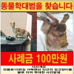 만삭 길고양이, <b>토치</b> 학대 추정 화상에 새끼 4마리와 함께 숨져