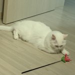 신라면 <b>육개장</b> 추반해주먄 이뻐지