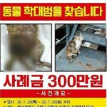 [댓글부탁해] 부산 임신묘 학대사망사건