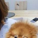 4살 포메라니안 페니입니다 2