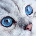 고냉이 파랑은<b>하수</b> 짤 뿌린다