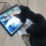 아기고양이 모바일게임 하는거 구경하기