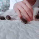 [댓글부탁해] 내일 시험인데 <b>CU</b>에 카페인 조카 많이 들어있는 커피...