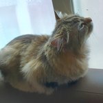 시베리안 고양이 우리<b>집</b> 막내에요~^^ 2탄