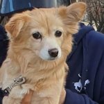 [<b>동물</b>사랑방] 인천 간석동 믹스견 발바리 가족을 찾습니다