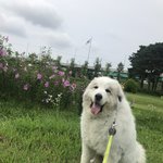 <그레이트 피레니즈> <b>심바</b>의 성장일기 - 7