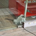 [고양이] <b>회사</b> 근처에 길 고양이