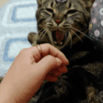 [고양이] 형제가 된 코<b>복이</b>와 레오를 소개합니다: D 8