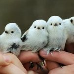 [19] 스파이더 <b>데상트</b> 가오라는 애들 조카 웃김