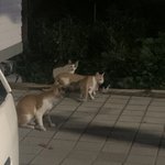 [댓글부탁해] 헤어 매니큐어로 <b>흑발</b>하면