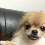 <b>울</b><b>집</b>강아지
