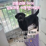 [강아지] 진흙의 리트리버 이동소식
