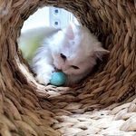 [고양이] <b>두부</b>도 공놀이를 좋아한답니다.