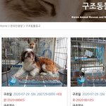 [강아지] 예쁜 아가를 입양해주실 천사분 안 계신가요?