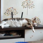 <b>여름</b> 고양이