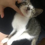 [드루와] 우리 냥이 좀 <b>바바</b>