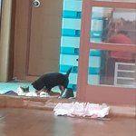 [강아지] <b>해달</b>이의 성장기