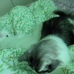 [고양이] <b>집사</b> 일어나라구....