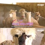 [알파카] 암컷한테 인기 없는데 사춘기와서 난리남