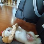 추가)우리집 강아지는 이렇게<b>자요</b>ㅋㅋㅋㅋㅋㅋㅋ