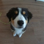 [강아지] 강아지 당근 좋아하게 만드는 방법 소개합니다 ^^ (오스트랄리안...