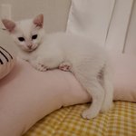 [고양이] 심쿵냥 <b>우유</b>사진 2탄