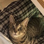 [고양이] 귀여운 <b>몽이</b> 보고 가세요~