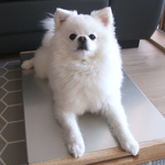 [강아지] 여름맞이 강아지 <b>빙수</b>만들기!