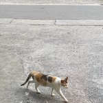 [댓글부탁해] 나 정시로 돌리는거 어케생각해?