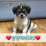 [강아지] 어미없이 <b>보호소</b> 들어온 아이들