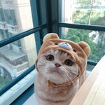 <b>아가</b>냥의 삐죽삐죽 가시털들..