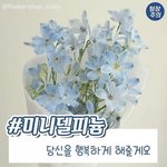 [<b>설문</b>조사] 생일 꽃골라주세용