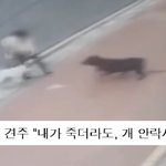 [강아지] 로트와일러가 스피츠를 공격한 사건