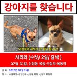 <b>목동</b>/ 신정4동 주택가에서 잃어버린 강아지를 찾습니다