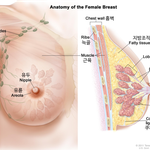 [19] 유륜에 새끼손톱만한 <b>멍울</b>? 있는데 이거 뭐야