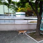 물먹는 <b>까치</b> 외