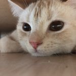 [고양이] +사진 추가) 심장 단단히 부여잡고 들어오세요.