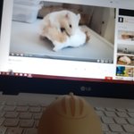 [ㅈㄱㄴ] 내 <b>컴터</b> 마우스 어때?